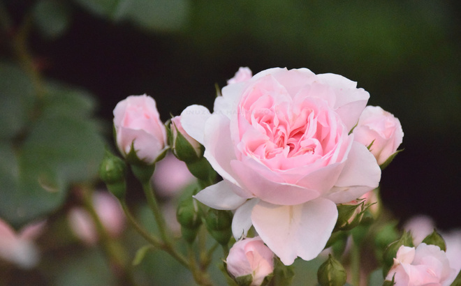 dsc_1899_web.jpg